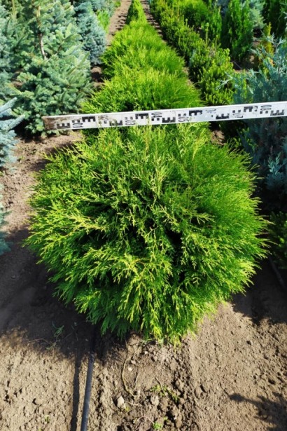 Компактна туя Глобоза – ідеальна для малих садів.